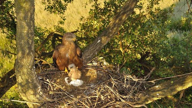 El milano negro no saca la bandera blanca