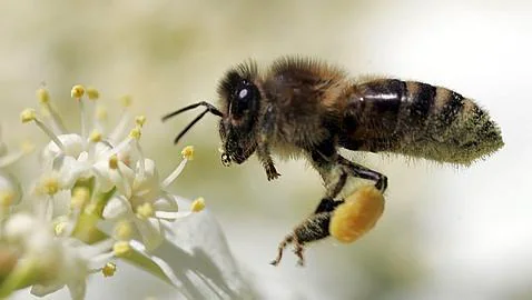 España propone acoger un laboratorio europeo para proteger a las abejas