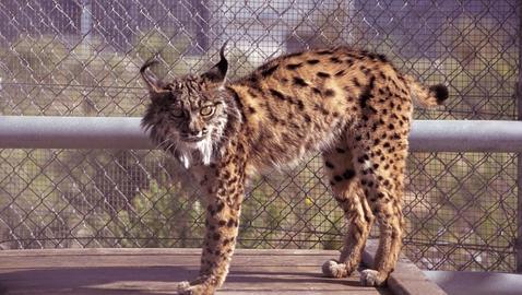 El lince puede ser el primer felino que se extinga en un país desarrollado