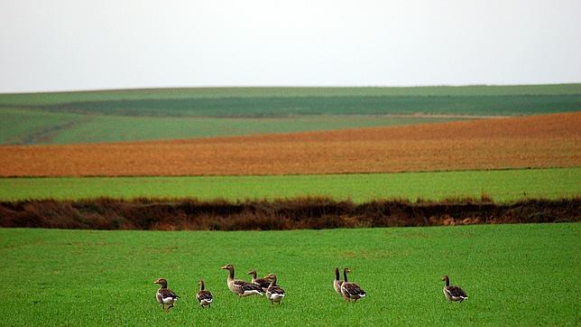 ¿Cómo celebrará España el Día Mundial de los Humedales?