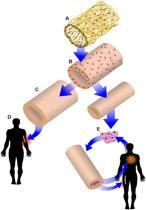 Venas de laboratorio, de la nevera al paciente