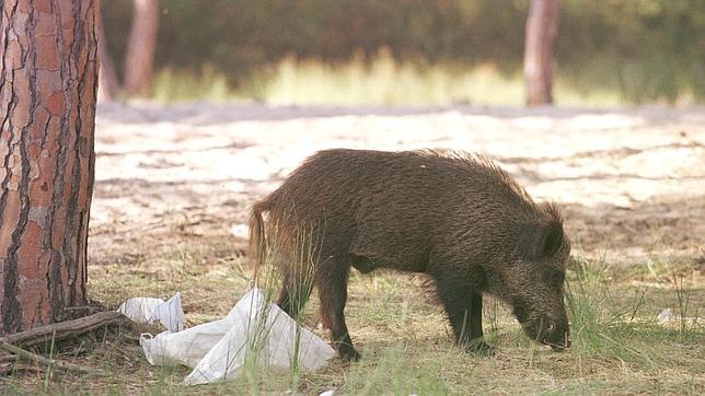 Barcelona autoriza la caza de jabalíes «a lo Robin Hood»