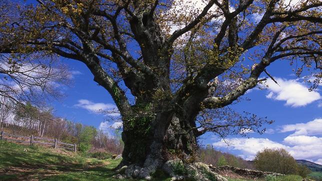 Casi 40 años «abrazando» árboles