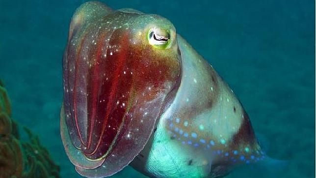 Cien reservas marinas para salvar el Mediterráneo