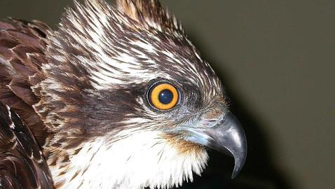 Se podría recuperar la población del águila pescadora en la península en dos años