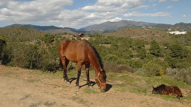 España «congela» la finca que compró Gadafi en Málaga y retira a todos sus diplomáticos de Libia