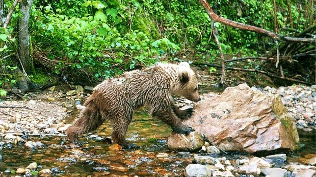El cambio climático pone en peligro especies como el alcornoque o el oso pardo