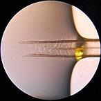 El secreto de la lengua del colibrí