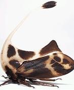 Un tercer par de alas en el cogote