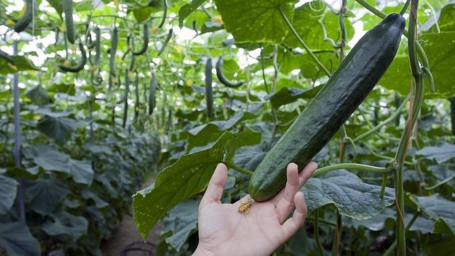 La caída del pepino