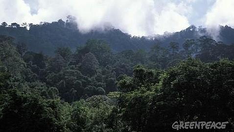 Luces y sombras en la gestión forestal sostenible de Indonesia