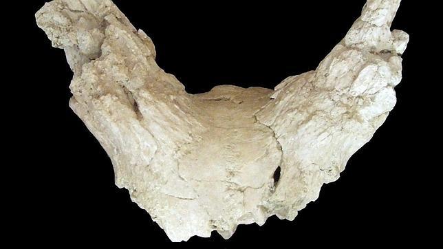 Descubren en Granada fósiles de un búfalo asiático de 1,5 millones de años