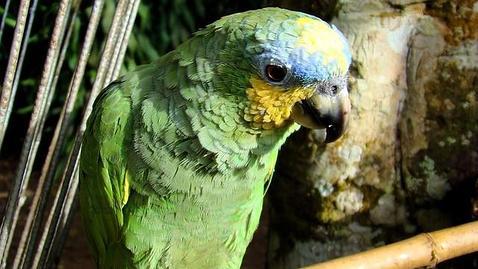 Los fascinantes nombres de las voces de los animales