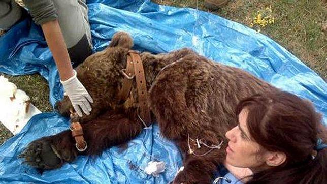 Trasladan a un oso pardo para evaluar su estado anómalo