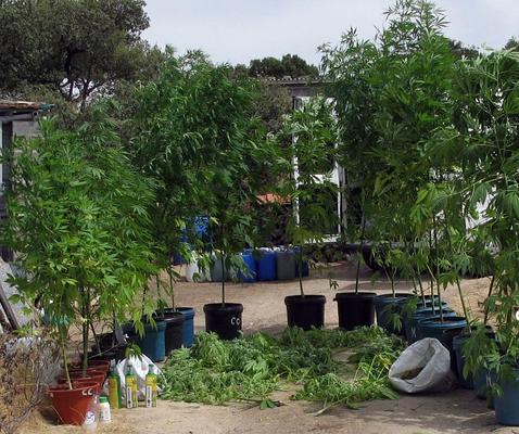 La Guardia Civil detiene en Almeida de Sayago a un cultivador de marihuana