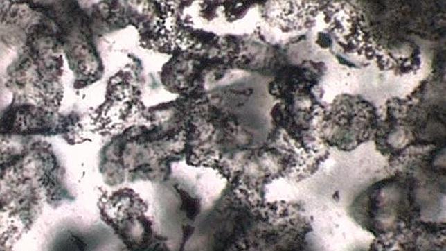 Hallan fósiles de hace 3.400 millones de años, la forma de vida más antigua