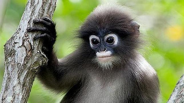 Llega la versión 2.0 de la Enciclopedia de la Vida