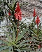 El fraude del aloe que todo lo cura