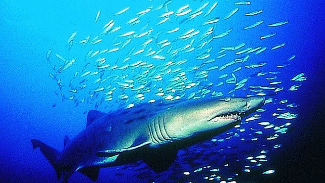 El planeta entra en déficit ecológico tras agotar los recursos disponibles para 2011