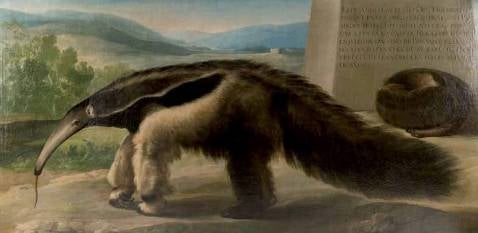 Aparece un Goya desconocido en el museo de Ciencias Naturales