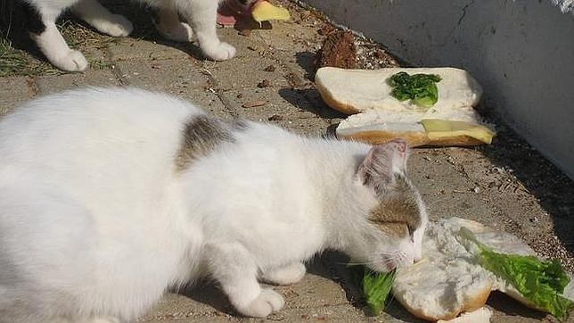 Multas de 300 euros para quien alimente a  animales abandonados