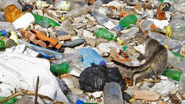 Los gatos asilvestrados han contribuido a la extinción del 14% de los vertebrados insulares