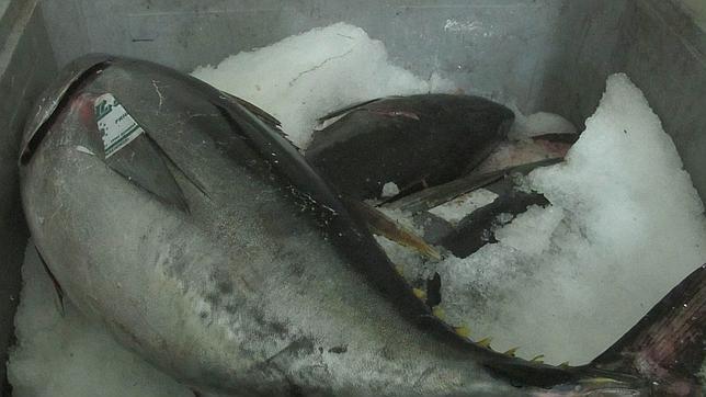 El pescado que llega a la mesa, en alto riesgo de desaparecer