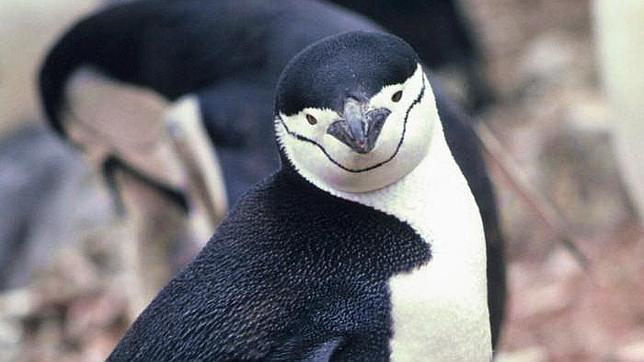 Detectan metales contaminantes en los pingüinos de la Antártida
