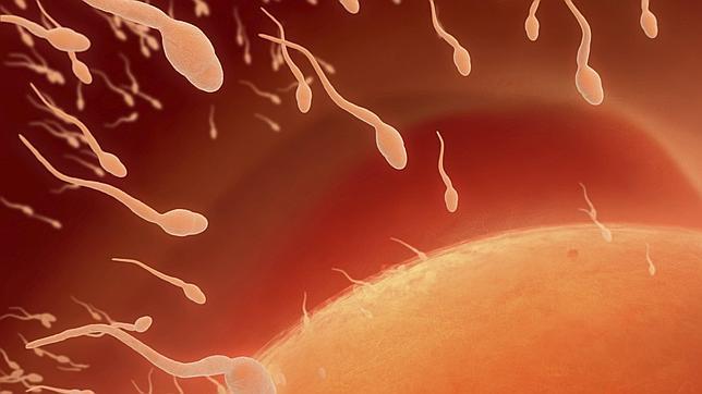 Descubren un «interruptor» molecular que causa infertilidad o aborto
