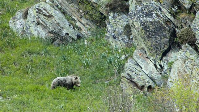 Todo es poco para el oso