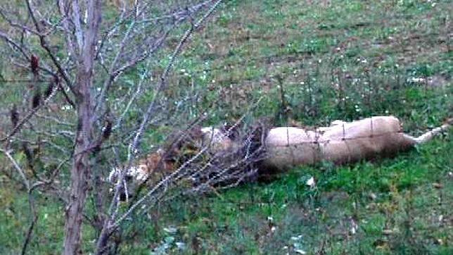 El dueño de una granja libera decenas de animales salvajes