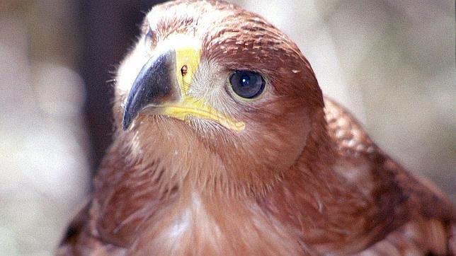 Los científicos también piden la auditoría de los programas de reintroducción de especies amenazadas