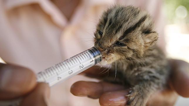 Rescatan a dos crías de leopardo durante las inundaciones de Camboya