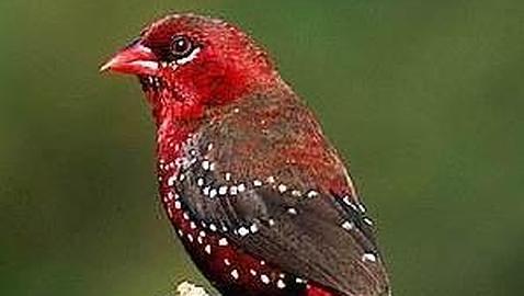 Incautan 126 animales de especies protegidas en la Comunidad Valenciana