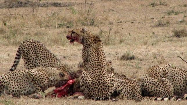 Leones y guepardos contraen la sarna a través de sus presas