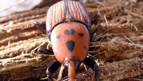 Podrás solicitar al MARM que incluya en su Catálogo ciertas especies exóticas invasoras