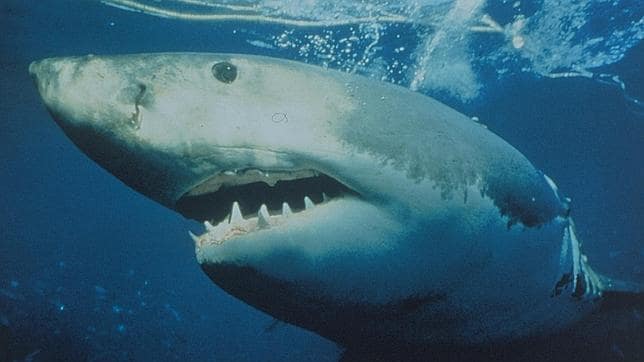 Menos del 1% de los tiburones migratorios del Atlántico está protegido contra la sobrepesca