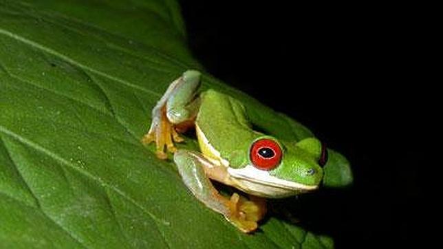 Predicen una disminución global de especies de anfibios