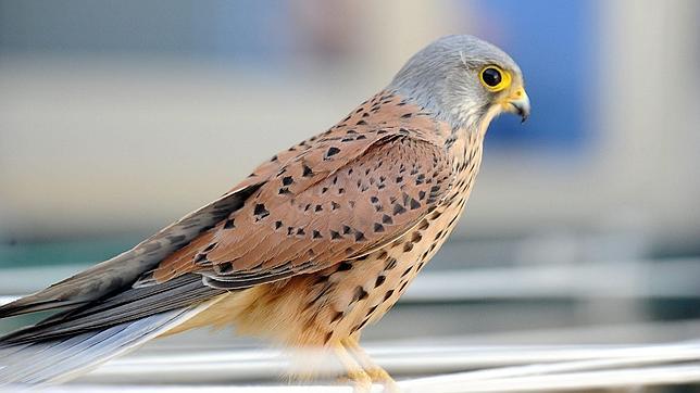 La Alhambra consolida su colonia de cernícalos después de 50 años sin ellos