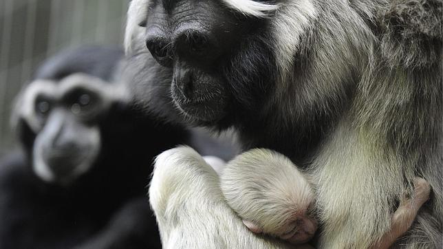 En Hainan solo quedan 23 gibones