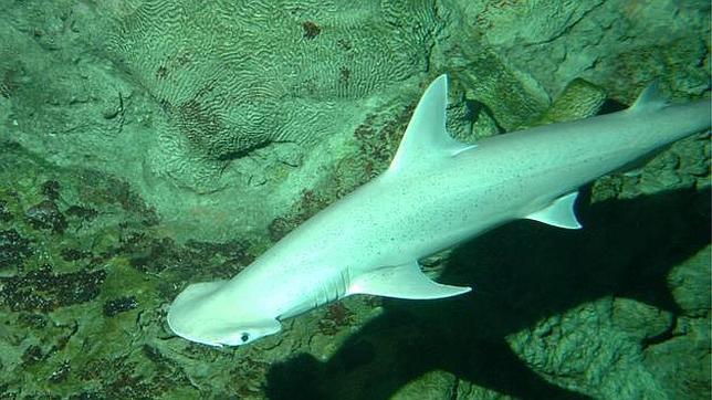 Las nuevas disposiciones europeas sobre «finning» afectarán sobre todo a España y Portugal