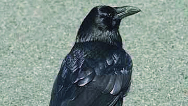 Los cuervos utilizan sus picos para señalar objetos