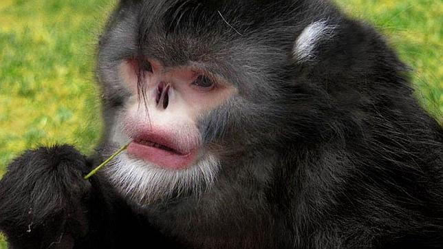 Un mono sin nariz y un geco multicolor, entre las 208 nuevas especies descubiertas en el Gran Mekong
