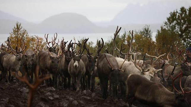 «Los renos de Canadá desaparecen a marchas forzadas», denuncian los ecologistas