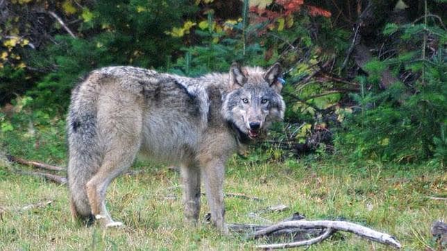 La estremecedora historia del lobo que recorrió miles de kilómetros por amor