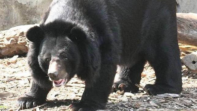 China creará un seguro para las víctimas de ataques de especies protegidas