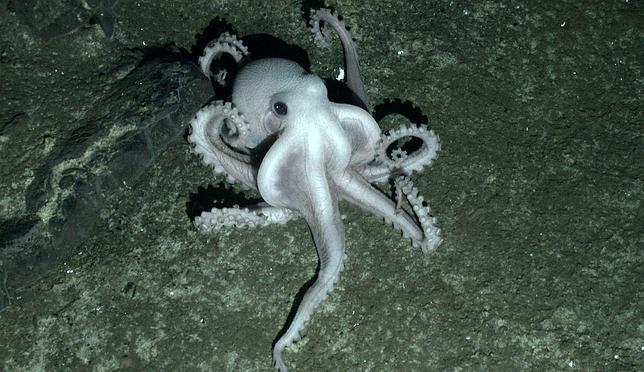 Descubren un «mundo perdido» en la Antártida