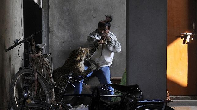 Un leopardo desata el pánico en la India