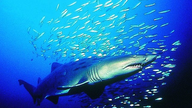 Un tiburón tigre ataca a un bañista en Australia, el tercer percance en 19 días