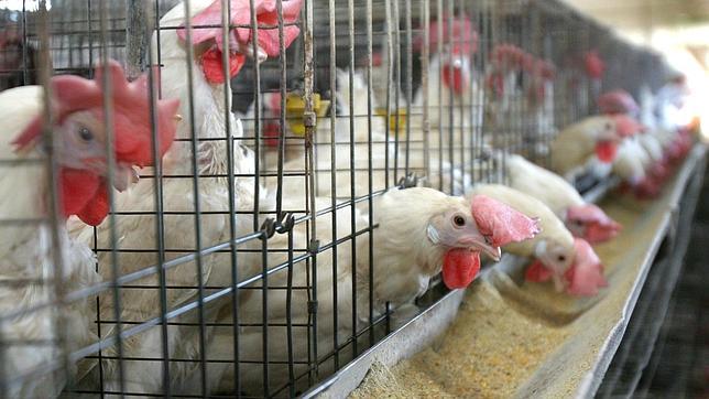 Las jaulas de las gallinas ponedoras en España incumplen la normativa europea